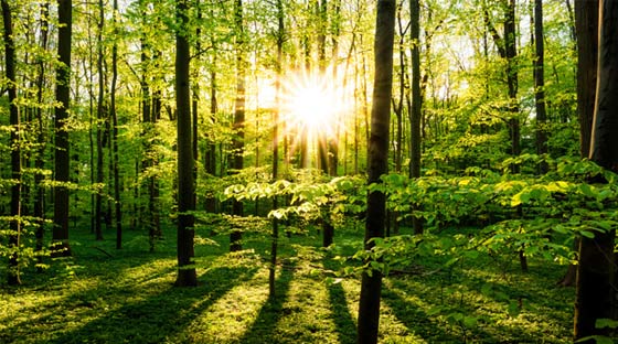 Gewinn aus dem Verkauf von Wald­boden muss versteuert werden